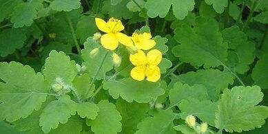 Treatment of nail fungus on the legs Celandine