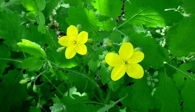 Celandine for the treatment of mushrooms on the nails
