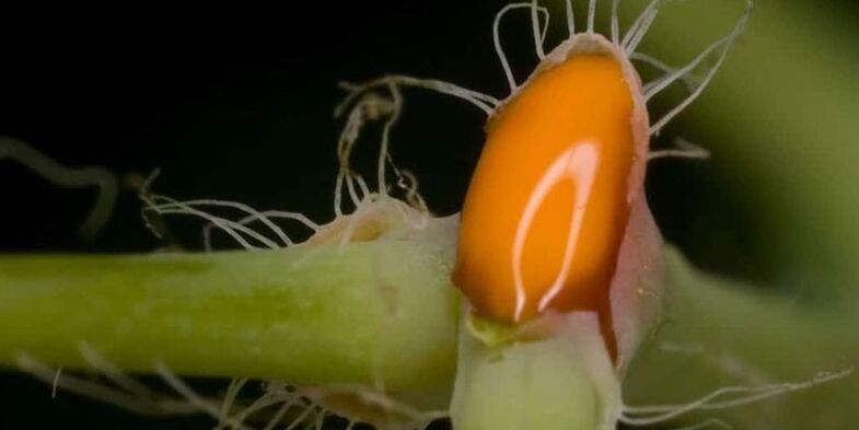 Celandine juice for treating toenail fungus